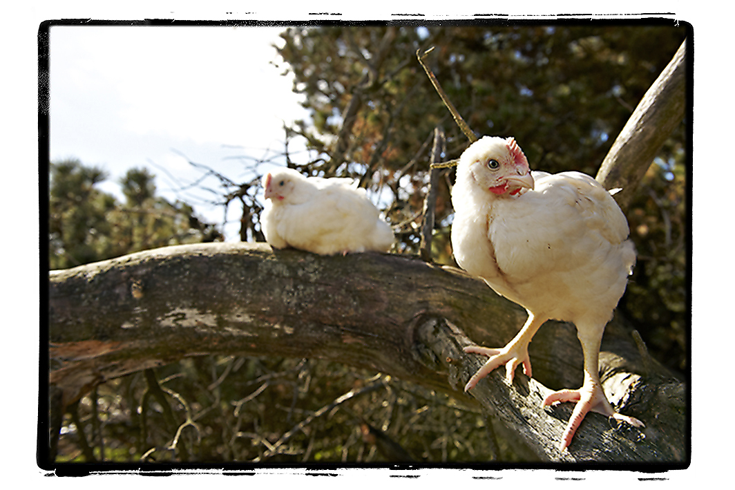 Kyllinger i træ